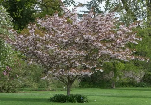 [140867] Prunus serrulata Shirofungen ou Fugenzo Demi Tige 14 16 XXL Pot - Cerisier du Japon blanc.
