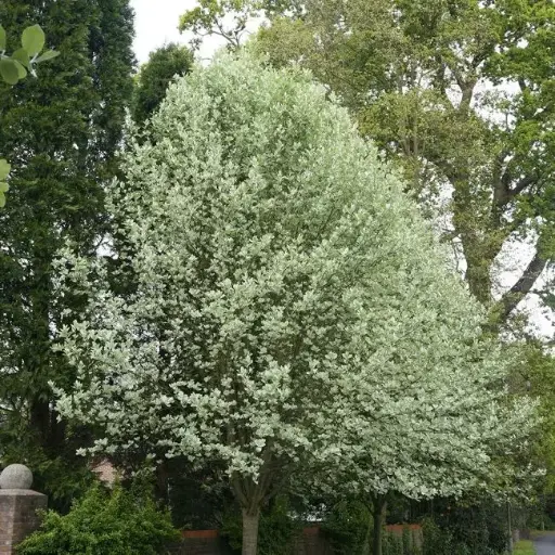 [135889] Sorbus aria Lutescens Haute Tige 10 12 Motte