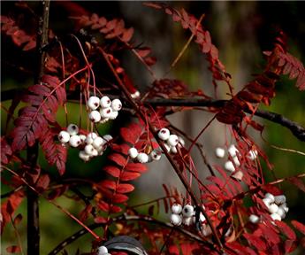 [143152] Sorbus White Magic Demi Tige tronc 90 cm Pot C10L