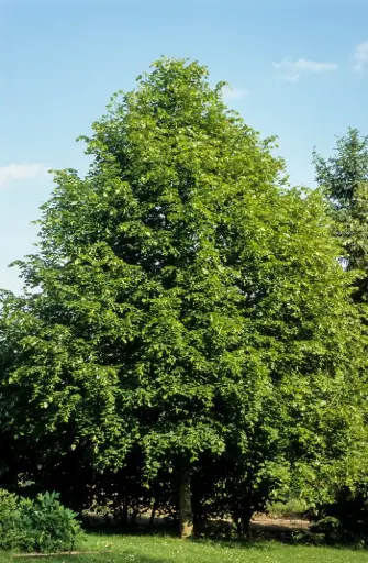 [140577] Tilia platyphyllos Haute Tige 10 12 ** Tilleul Parfumé ** 