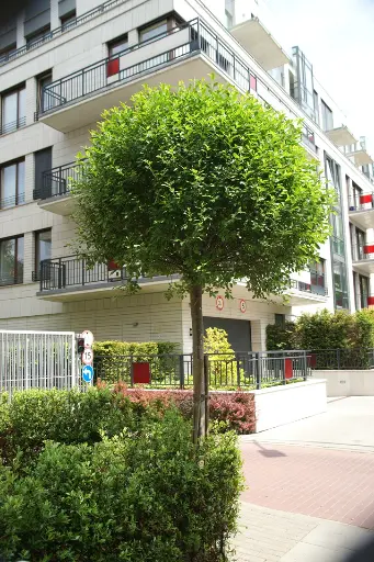 [125448] Prunus eminens Umbraculifera (Globosa) Haute Tige 12 14 Motte