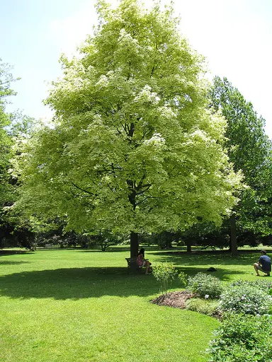 [140600] Acer platanoides Drummondii Haute Tige 8 10 Motte