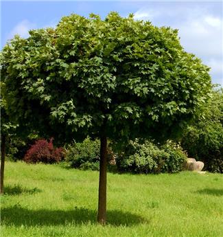 [135984] Acer platanoides Globosum Haute Tige 10 12 Tronc +/- 250 cm * Erable boule.