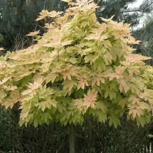 [136028] Acer pseudoplatanus Brillantissimum Haute Tige 08 10 * Tronc 180 cm Pot ** Erable crevette **