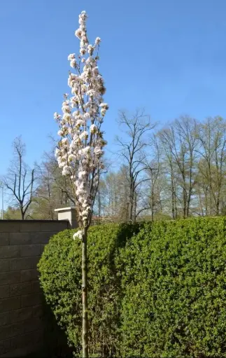 [142326] Prunus serrulata Amanogawa Haute Tige 10 12 Motte ou Pot - Cerisier du Japon colonnaire.