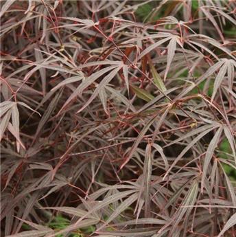 [112024] Acer palmatum Enkan Pot P26 cm ** Feuillage fin pourpre **