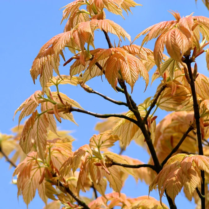 [105793] Acer pseudoplatanus Brillantissimum Demi Tige 06 08 Pot C10 * Tronc 150 cm
