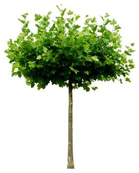 [129530] Platanus acerifolia Alphen S Globe Haute Tige 18 20