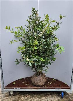 [136300] Quercus ilex Buisson 100 125 cm XXL Motte