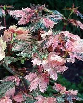 [140985] Acer pseudoplatanus Simon Louis Freres Demi Tige 120 cm C7.5 - Erable crevette