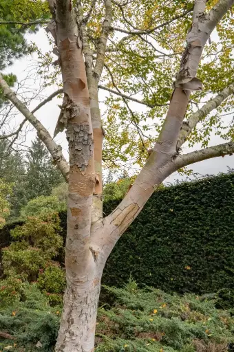 [139337] Betula ermanii 200 250 Pot C10L