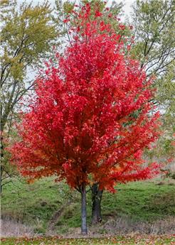 [144023] Acer freemanii Autumn Blaze Baliveau 200 250cm Pot C12 Litres syn. Jeffersred