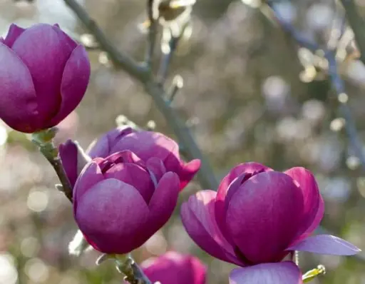 [143033] Magnolia Black Tulip Mini tige Pot C18