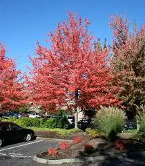 [103141] Acer rubrum Red Sunset Haute tige 10 12 Motte - Erable du Canada