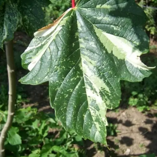 [100598] Acer pseudoplatanus Leopoldii Ht