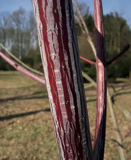 [113131] Acer conspicum Mozart C3