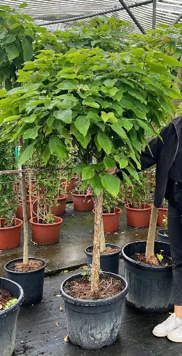 [137998] Catalpa Bungei ou Nana Mini Tige 120 cm 6 8 Pot