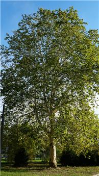 [140457] Platanus acerifolia (Hispanica) Haute Tige 14 16 Pot ou Motte