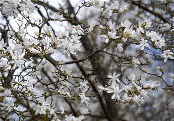 [108882] Magnolia Loebneri Merril Ht 14 16