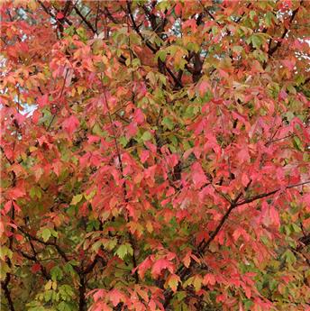 [115776] Acer griseum 6/8 Bal