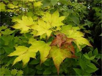 [113197] Acer Cappadocicum Aureum Ht