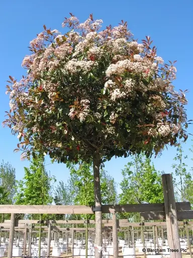 [102117] Photinia fraseri Red Robin Haute Tige 12 14 Pot Tronc 200 cm