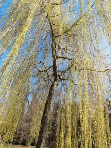 [109439] Salix sepulcralis Chrysocoma XXL Haute Tige 18 20 Motte ** Saule pleureur **