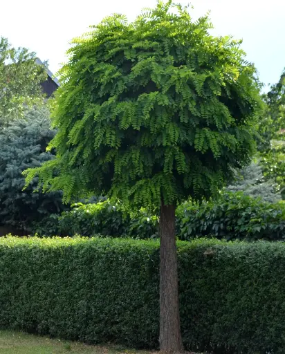 [138023] Robinia pseudoacacia Umbraculifera Haute Tige 30 35 Motte ** Exemplaire exceptionnelle **