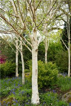 [128147] Betula utilis Jacquemontii Haute Tige 20 25 Motte