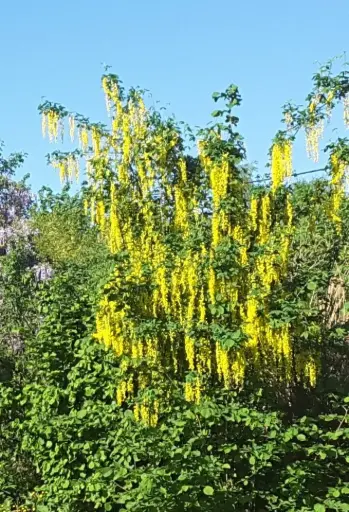 [140311] Laburnum anagyroides Baliveau Multi-troncs 300 350 cm Pot C70 Cépée bien ramifiée ** Pluie d´or **