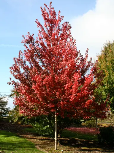 [129191] Acer rubrum Brandywine Haute Tige 16 18