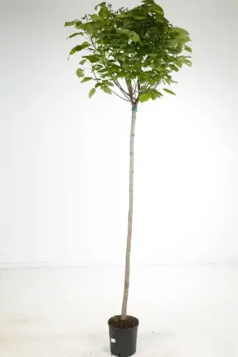 [122995] Catalpa bungei Haute Tige 12 14 Pot C35