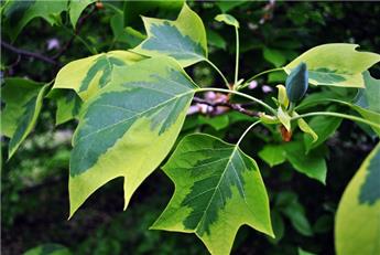 [110079] Liriodendron tul. aureomarginatum bal 300