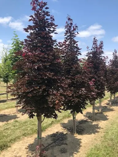 [135949] Acer platanoides Crimson Sentry Haute Tige 10 12