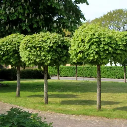 [137868] Acer platanoides Globosum Demi Tige 8 10 * Tronc 150 cm Pot P28