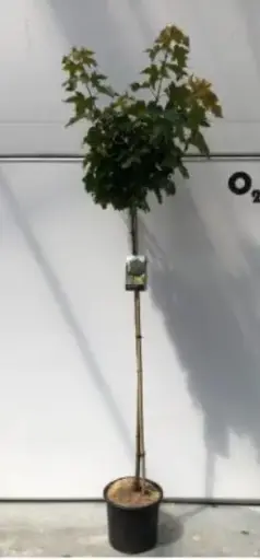 [137868] Acer platanoides Globosum Demi Tige 8 10 * Tronc 150 cm Pot P28