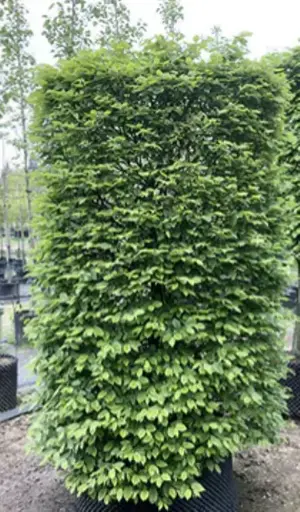 [123019] Carpinus betulus Baliveau XXXL 400 500 motte. Topiaire formé en parallélépipède rectangle très compact.