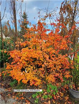 [140730] Parrotia persica Multitroncs 250 300 Motte Cépée large XXXL