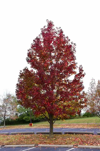 [140598] Liquidambar styraciflua Worplesdon Haute Tige 16 18  XXL Motte Tronc 200-220 cm