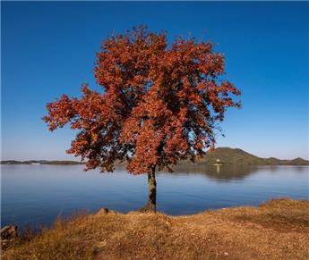 [140845] Acer buergerianum Haute Tige 12 14 Pot C45 - Erable trident 