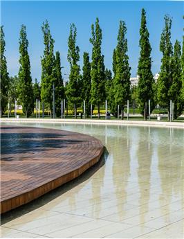[142988] Quercus warei Wind Candle 300 400 cm Motte ** Chêne colonnaire **