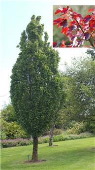 [142363] Acer campestre William Caldwell Haute Tige 08 10 Motte