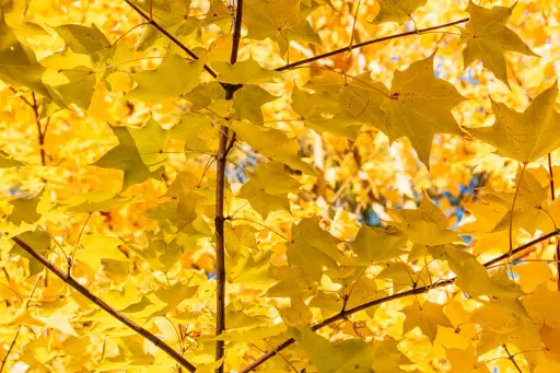 [135929] Acer cappadocicum Aureum Demi Tige Pot