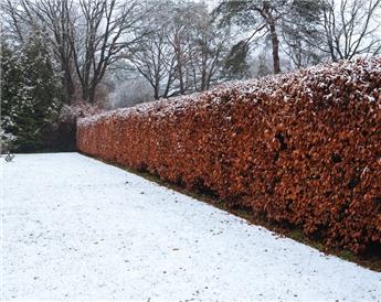 [102797] Fagus sylvatica 200 225 Pot ou motte