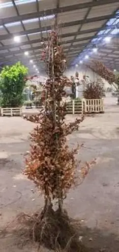 [102800] Fagus sylvatica 175 200 Baliveau RN ** Plante forte ** *** Remise importante à partir de 10 plantes **