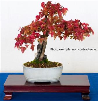 [142007] Acer Buergerianum Bonsai