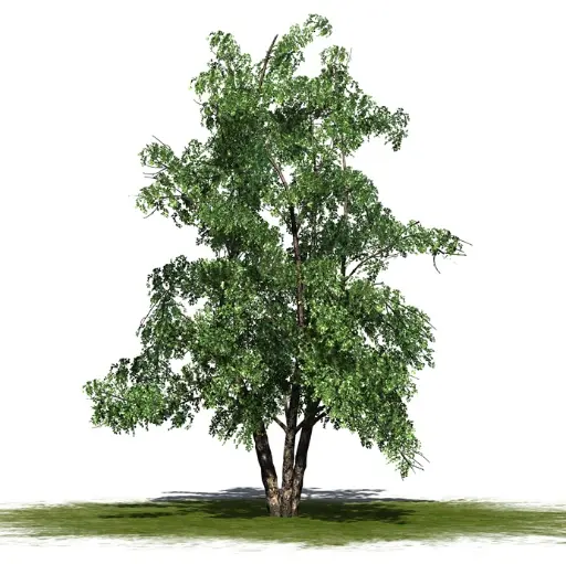 [140667] Betula nigra cépée multitroncs 250 300 Motte - Bouleau noir.