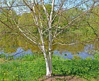 [140670] Betula utilis Doorenbos Multitroncs 300 350 Motte Cépée