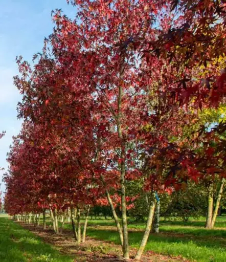 [140858] Liquidambar styraciflua Cepee Multitroncs 300 400 Pot C45 ** XTRA fort **  * Copalme  d'Amérique*