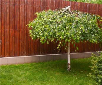 [131405] Betula pendula Youngii Demi Tige 08 10 Pot C15Litres